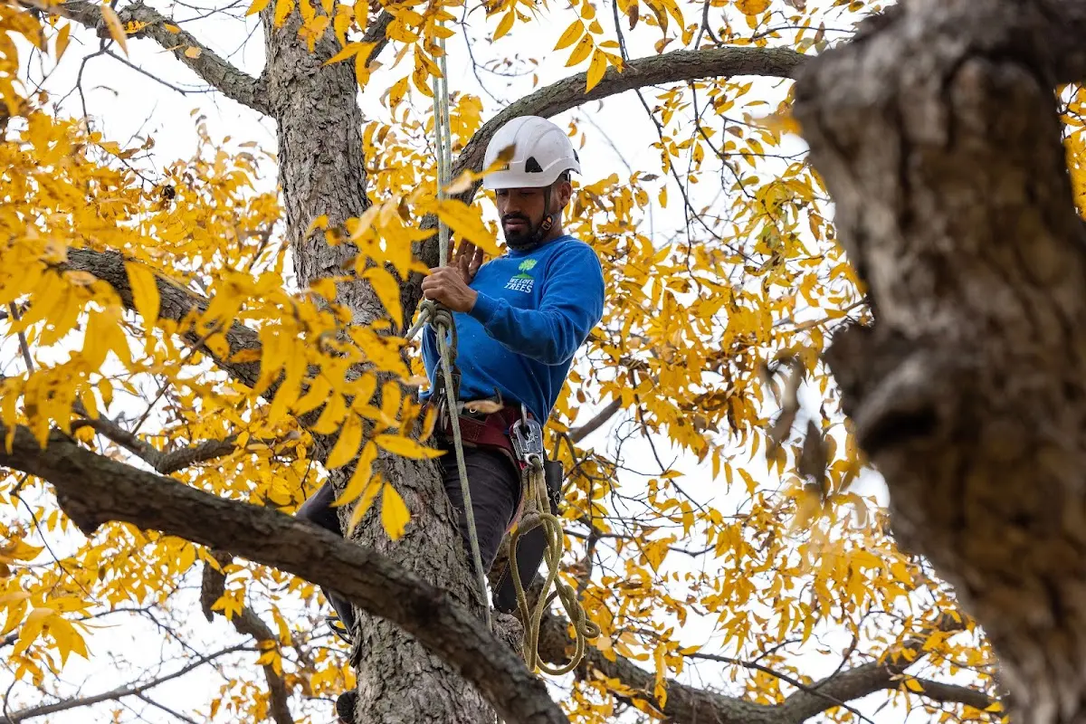 Skilled Tree Planting crew working in Bellevue